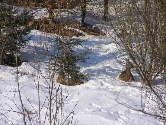...obedná siesta...