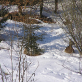 ...obedná siesta...