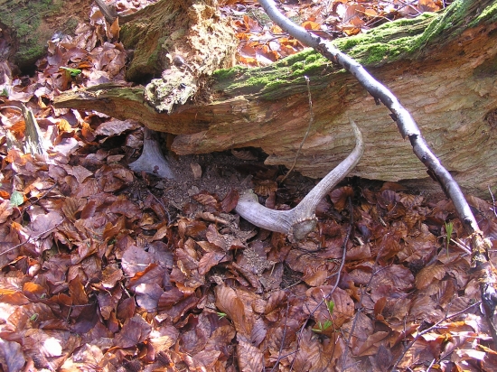 ...ani som ho nebral...