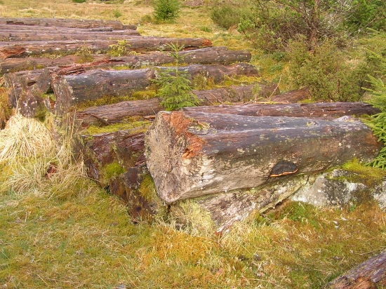 ...guľatina trochu dlhšie na OM...