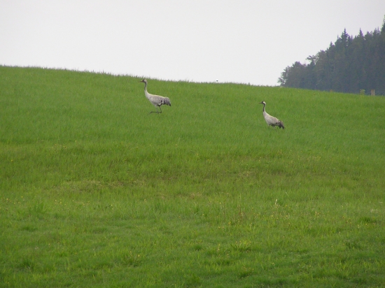 ...neveril som vlastným očiam...