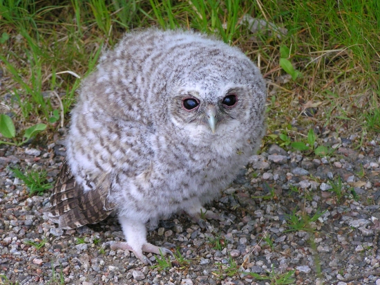 ...sovička na ceste...