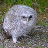 ...sovička na ceste...