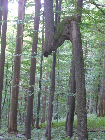 ...zlomený jaseň...