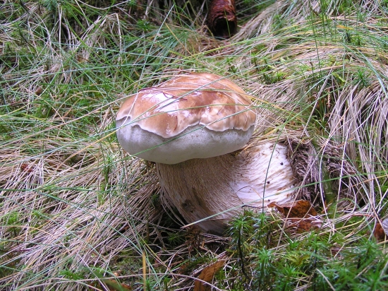 ...včerajšia hríbačka...