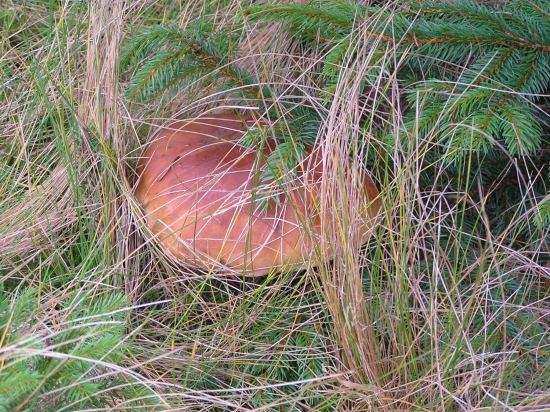 ...už asi posledný novembrový...