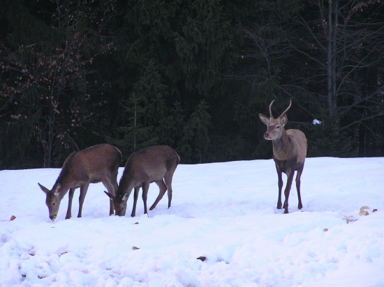 ...podvečer na krmovisku...