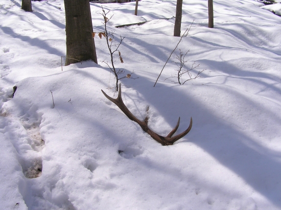 ...na jelenej prti...