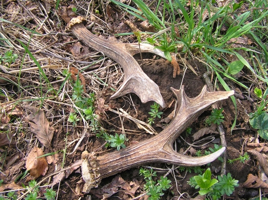 ...pri dopĺňaní soliska...