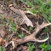 ...pri dopĺňaní soliska...