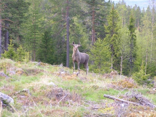 norsko