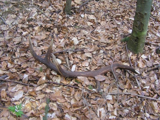 pravý,spolu 201 CIC