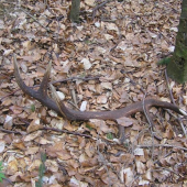 pravý,spolu 201 CIC