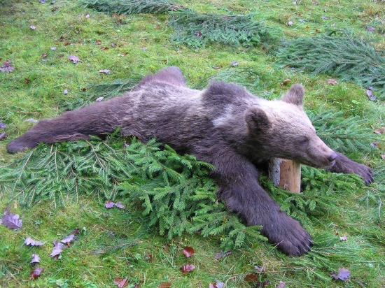 ...macko spod Prednej Poľany...