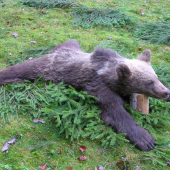 ...macko spod Prednej Poľany...