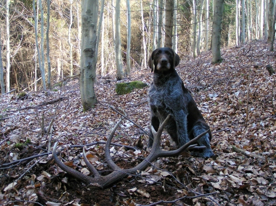 ...tak sme našli....