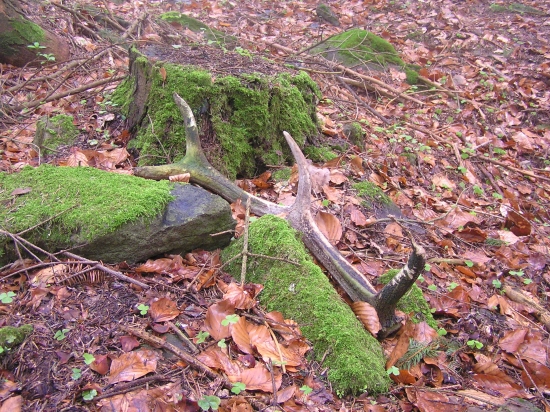 ...brúska na myšie zuby...