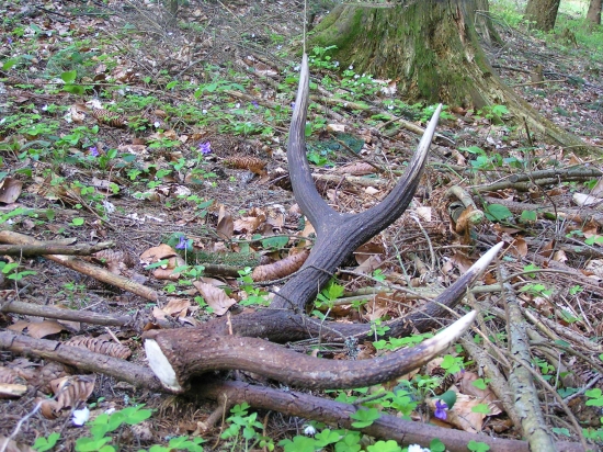 ...celkom slušný osmák...