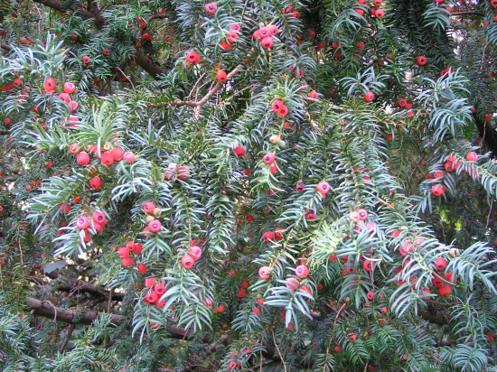 ...keď zarodí tis....