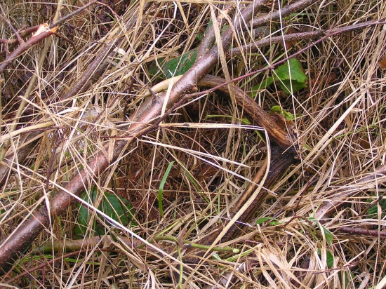 ...maskovaný vlaňajší osmák...