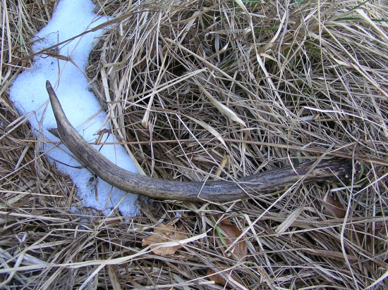 ...48cm,možno aj predvlaňajší....