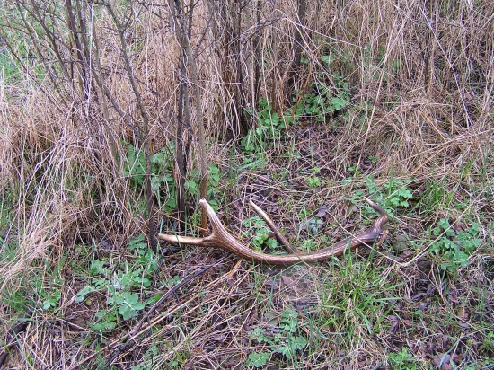 ...vlaňajší osmák...