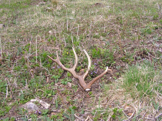 ...druhá hlava,65cm...