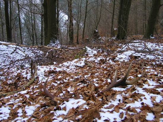 ...novoročný dozber