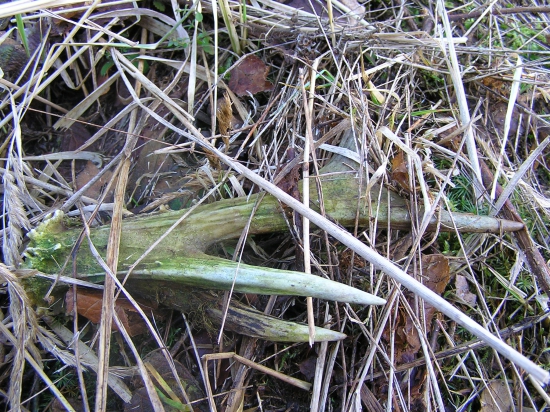 ...raritný zelenáčik....