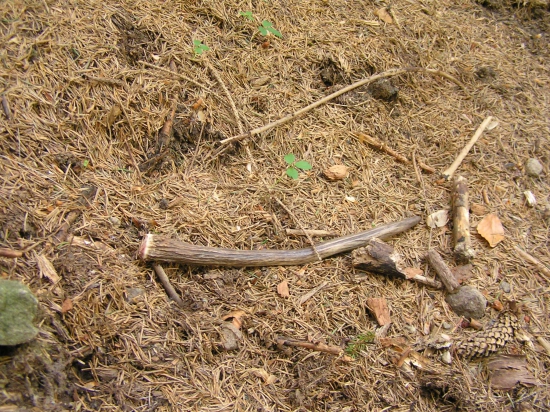 ...čerstvo zhodený...