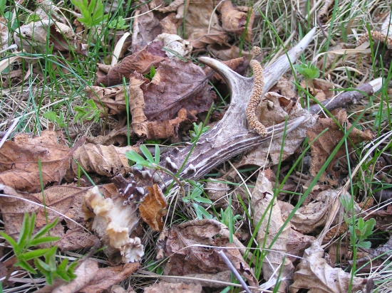 ...pri zalesňovaní...