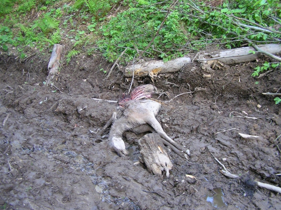 ...strhnutá vlkmi....