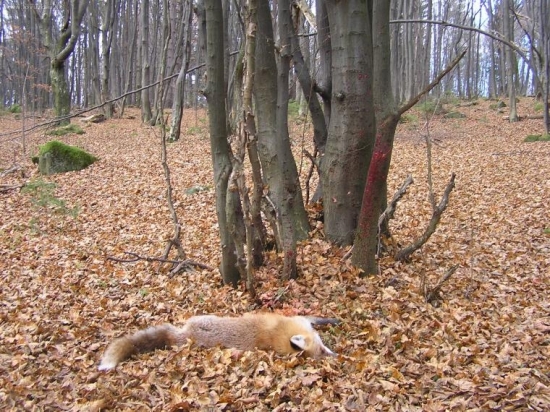 SPRG 30 O6 na 20 metrov