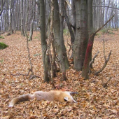 SPRG 30 O6 na 20 metrov