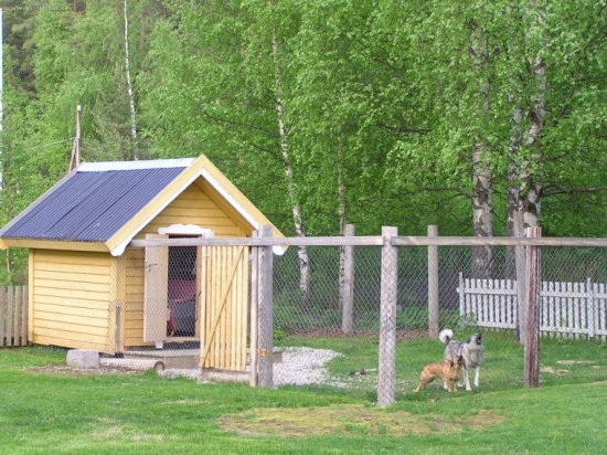 psia búda po Nórsky