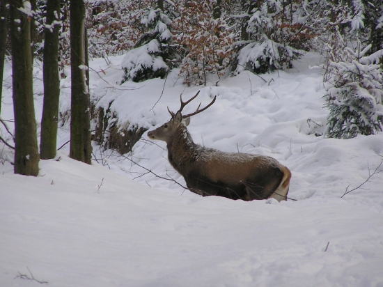 a zatiahol do mladiny