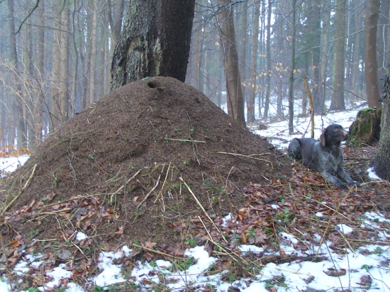 strážim mravenisko