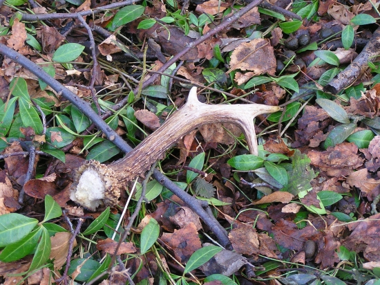 včerajší pár k ID90098