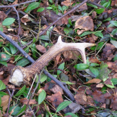 včerajší pár k ID90098