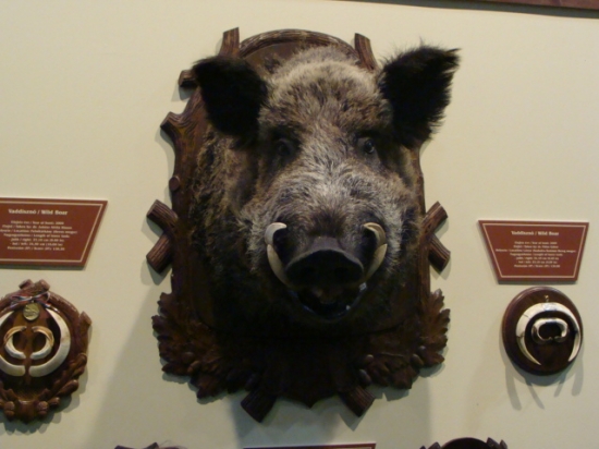 FeHoVa