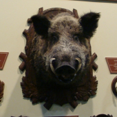 FeHoVa
