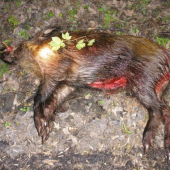 Po dlouhé době se zadařilo