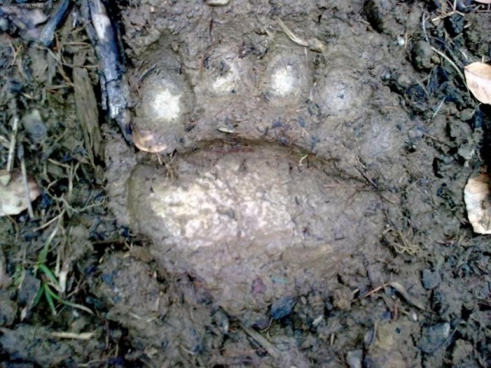 ursus arctos