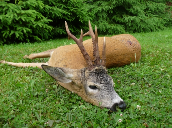 Raritka z dubovskeho chotara