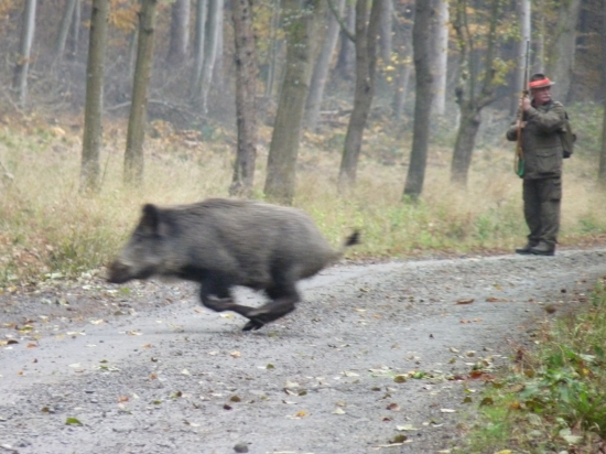 Run run