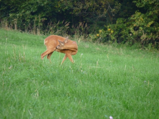 Capreolus capreolus