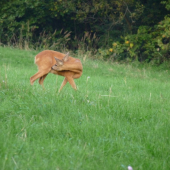 Capreolus capreolus