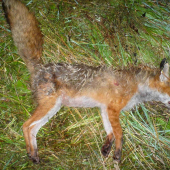 na 110 kroků