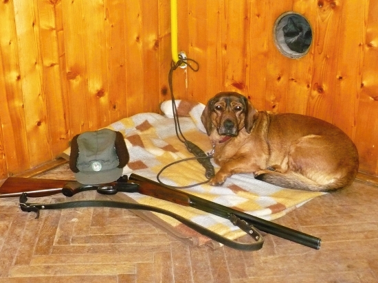 Po honu už je klídek