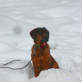 psice :-)